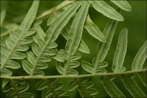 common bracken