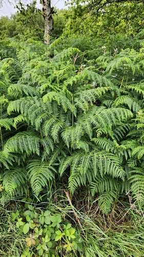 common bracken