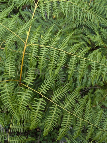common bracken