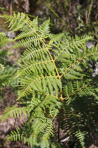 common bracken