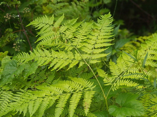 common bracken