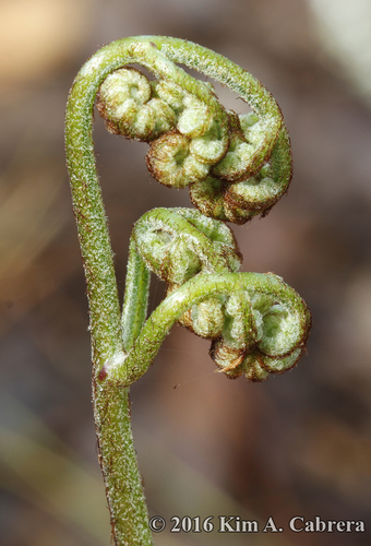 common bracken