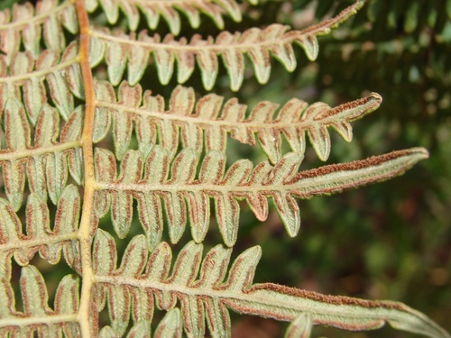 common bracken