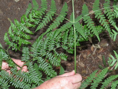 common bracken