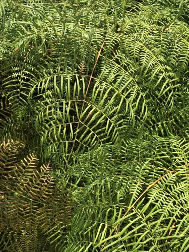 brackens
