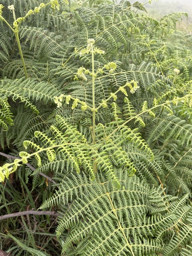 brackens