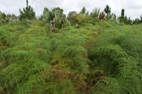 brackens