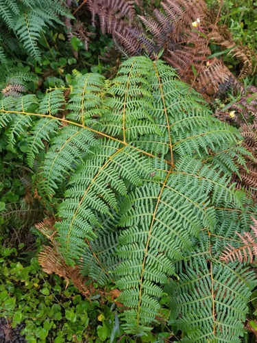 brackens