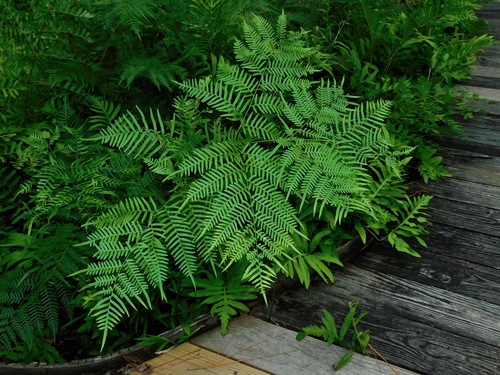 brackens