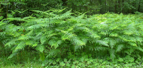 brackens