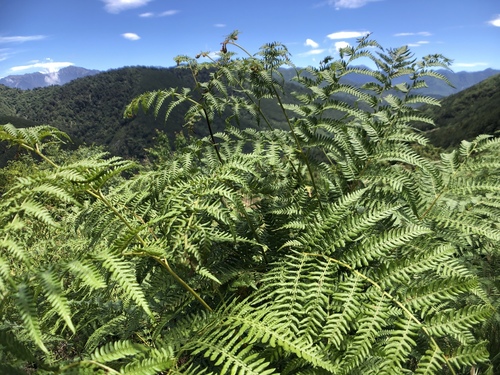brackens