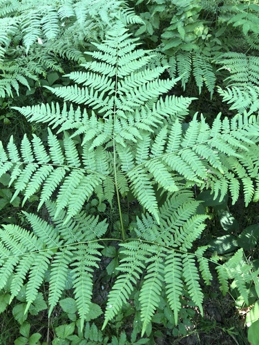 brackens