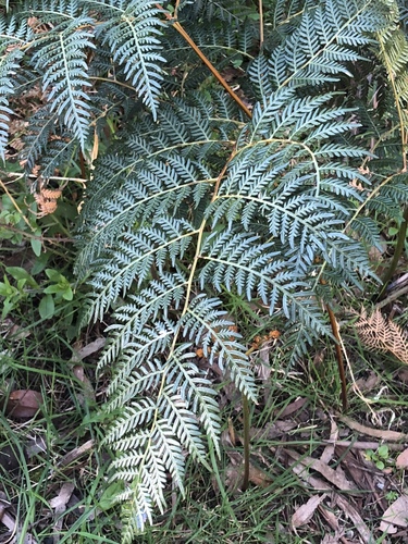 brackens