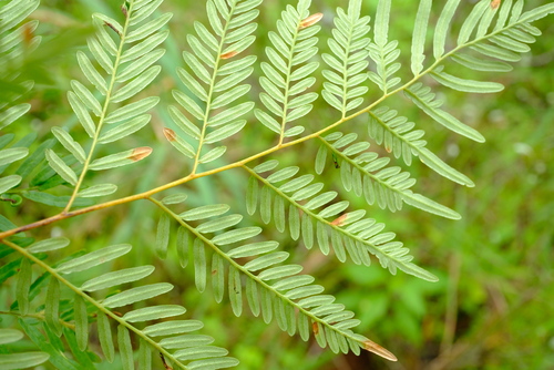 brackens