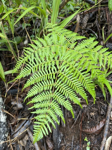 brackens