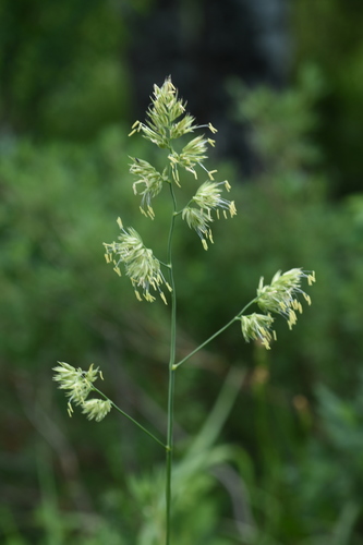 orchard grass