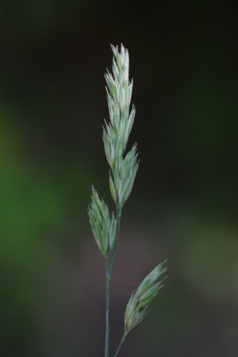orchard grass