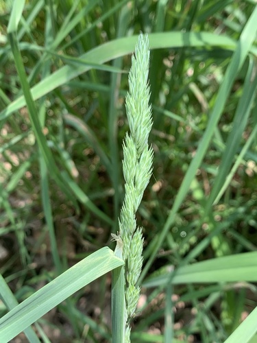 orchard grass
