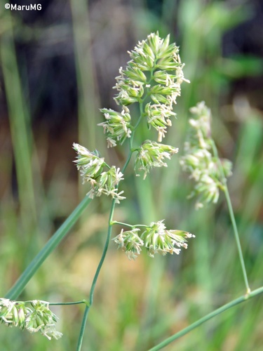 orchard grass