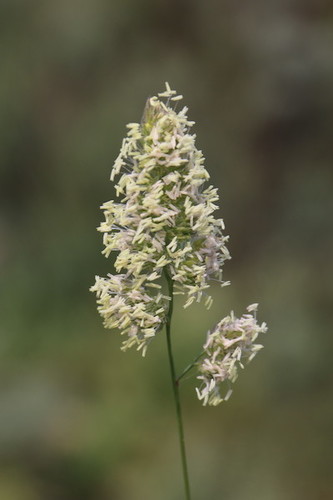 orchard grass