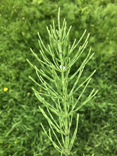 field horsetail