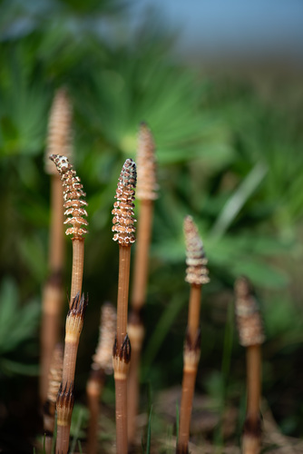 field horsetail