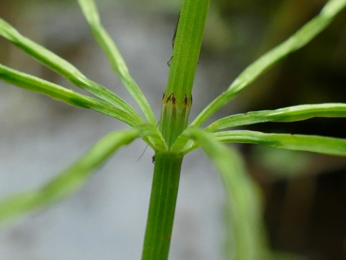 field horsetail