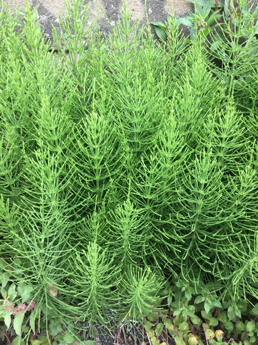 field horsetail