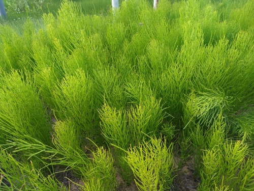 field horsetail