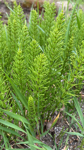 field horsetail