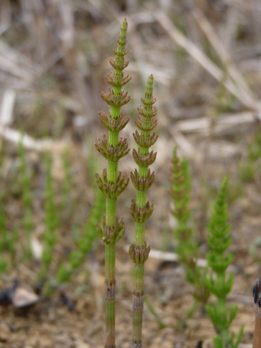field horsetail