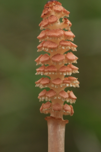 field horsetail