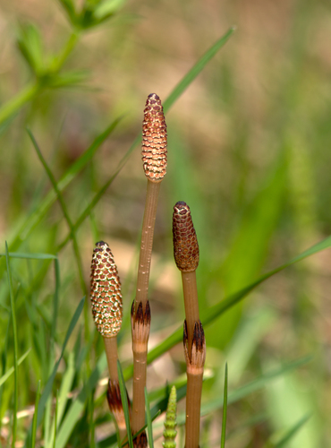 field horsetail
