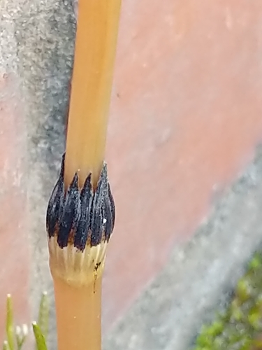 field horsetail