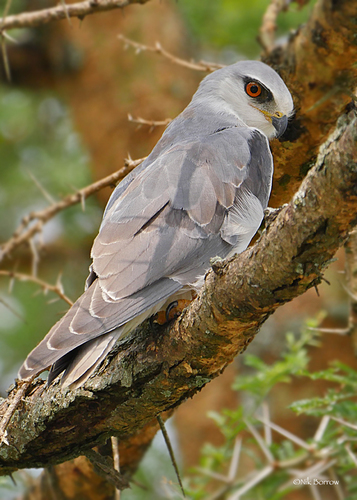 Black-winged Kite