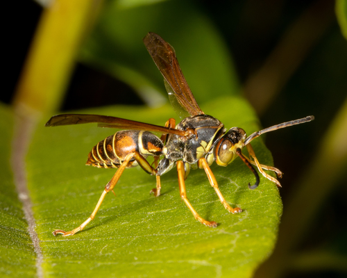 Northern Paper Wasp