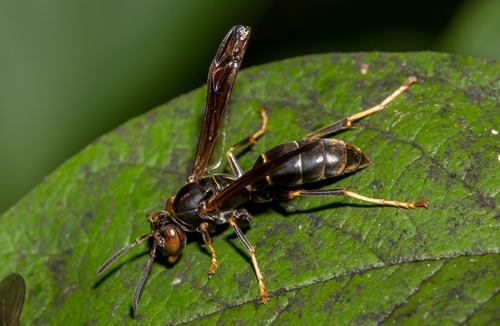 Northern Paper Wasp