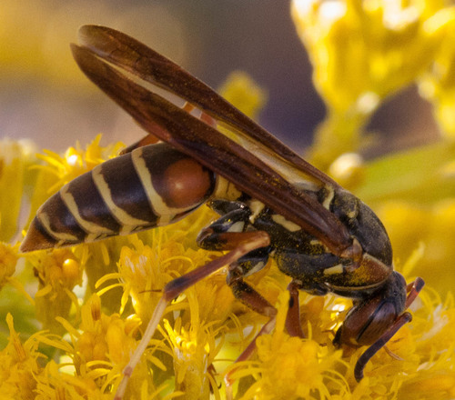 Northern Paper Wasp