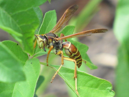 Northern Paper Wasp