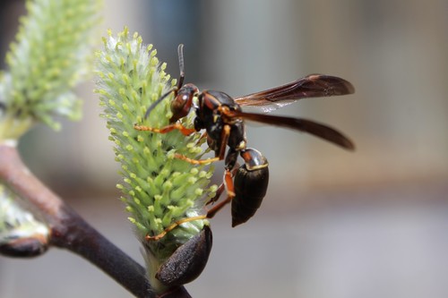 Northern Paper Wasp