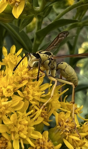 Northern Paper Wasp
