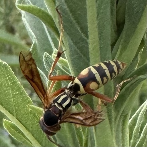 Northern Paper Wasp