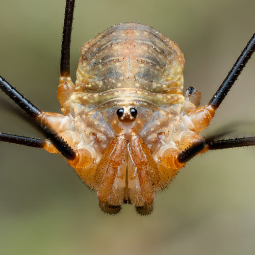 Canestrini's Harvestman