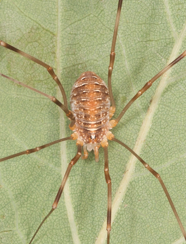Canestrini's Harvestman