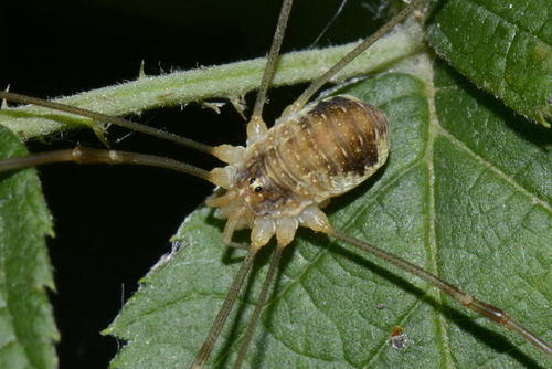Canestrini's Harvestman