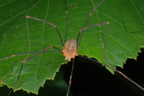 Canestrini's Harvestman