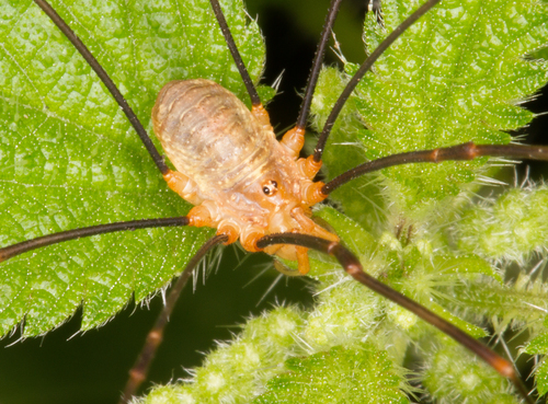 Canestrini's Harvestman