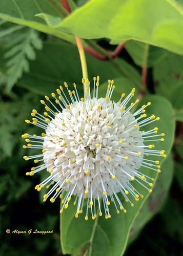 buttonbush