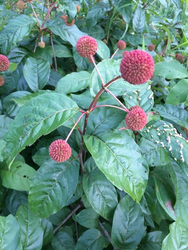 buttonbush