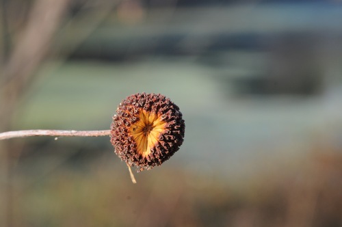 buttonbush